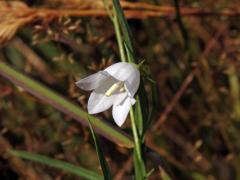 Zvonek okrouhlolistý (Campanula rotundifolia L.) s bílými květy (2)