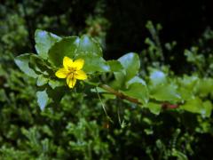 Vrbina azorská (Lysimachia azorica Hornem. ex Hook.)