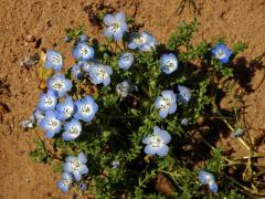 Hajnička Menziesova (Nemophila menziesii Hook. et Arn.)