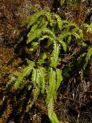 Netík (Adiantum hispidulum Sw.)