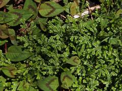 Vraneček Kraussův (Selaginella kraussiana (Kunze) A. Braun)