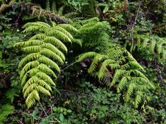 Woodwardie kořenatá (Woodwardia radicans (L.) Sm.)