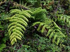 Woodwardie kořenatá (Woodwardia radicans (L.) Sm.)