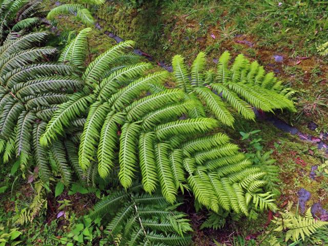 Woodwardie kořenatá (Woodwardia radicans (L.) Sm.)