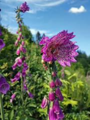 Pravidelný koncový květ náprstníku červeného (Digitalis purpurea L.)