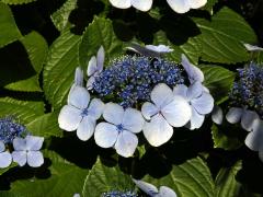 Hortenzie drsná (Hydrangea aspera Buch.-Ham. ex D. Don)  