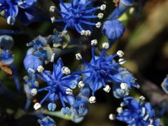 Hortenzie drsná (Hydrangea aspera Buch.-Ham. ex D. Don)
