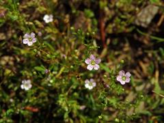 Šater zední (Gypsophila muralis L.)