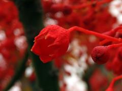 Brachychiton javorolistý (Brachychiton acerifolius (A. Cunn. ex G. Don) Macarthur), šestičetný květ