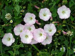 Svlačec rolní (Convolvulus arvensis L.)