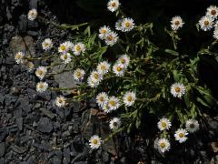 Smil (Helichrysum bellum Hilliard)