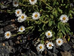 Smil (Helichrysum bellum Hilliard)