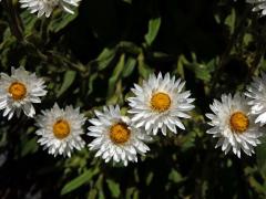 Smil (Helichrysum bellum Hilliard)