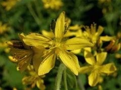 Třezalka chlupatá (Hypericum hirsutum L.)