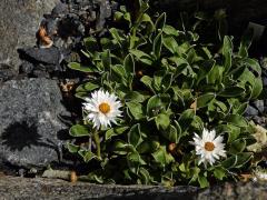 Smil (Helichrysum chionosphaerum DC.)