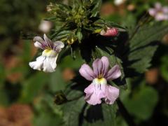 Hledíkovka (Nemesia caerulea Hiern)