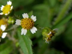 Pěťour maloúborný (Galinsoga parviflora Cav.)