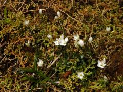 Zeměžluč (Centaurium scilloides (L. f.) Samp.)