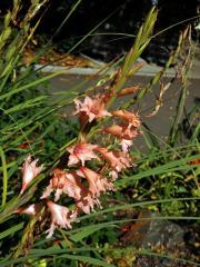 Mečík (Gladiolus oppositiflorus Herb.)