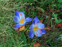 Šafán obecný (Crocus sativus L.)