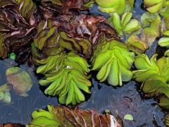 Nepukalka ouškatá (Salvinia auriculata Aubl.)