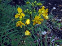 Senna alexandrina P. Mill.