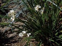 Libertia chilensis (Molina) Gunckel