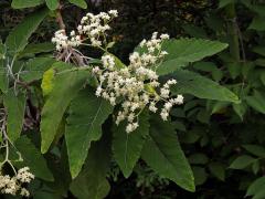 Parthenium tomentosum DC.