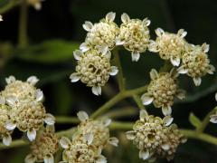 Parthenium tomentosum DC.