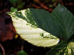 Ostružiník křovitý (Rubus fruticosus agg.) s panašovanými listy