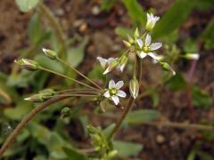 Plevel okoličnatý (Holosteum umbellatum L.)