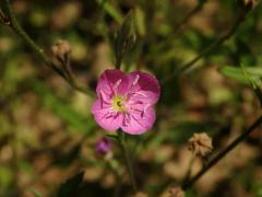 Pupalka růžová (Oenothera rosea L´Hér. ex Ait)