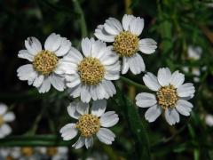 Řebříček bertrám (Achillea ptarmica L.)