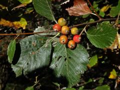 Jeřáb muk (Sorbus aria (L.) Crantz)