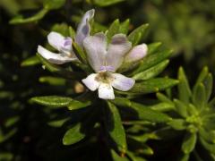 Westringia fruticosa (Willd.) Druce