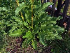 Šťovík dlouholistý (Rumex longifolius DC.)