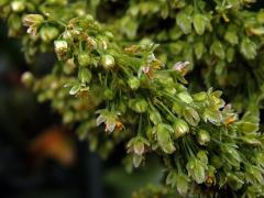 Šťovík azorský (Rumex azoricus Rech. fil.)