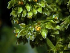 Šťovík azorský (Rumex azoricus Rech. fil.)