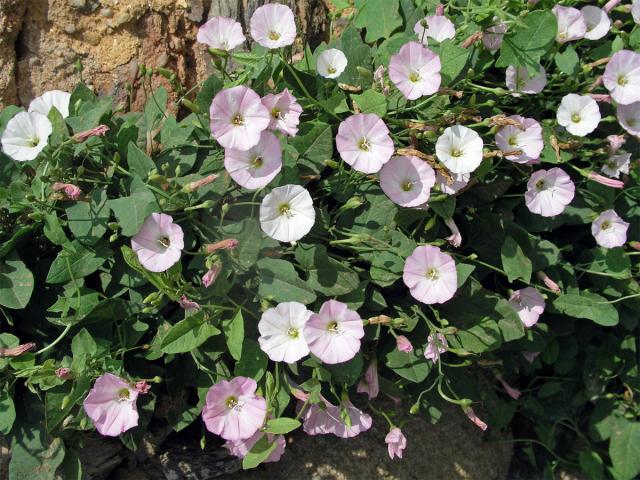 Svlačec rolní (Convolvulus arvensis L.)