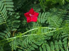 Povíjnice (Ipomoea quamoclit L.)