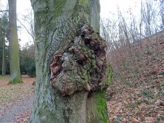 Nádor na buku lesním (Fagus sylvatica L.) (43)