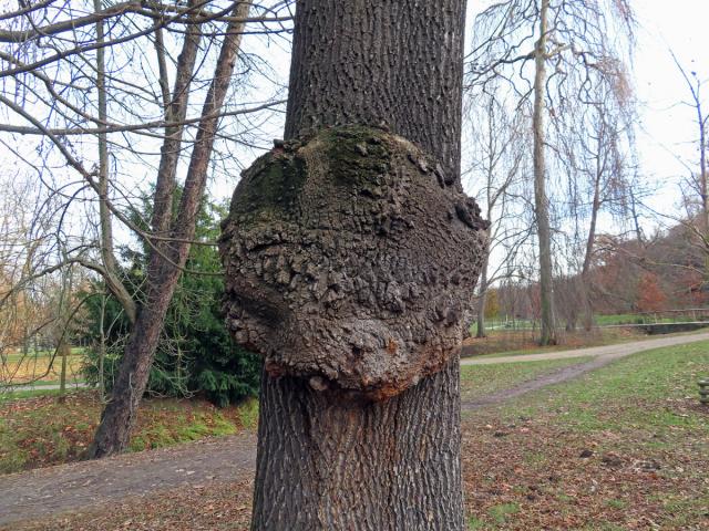 Nádor na jasanu ztepilém (Fraxinus excelsior L.) (4b)