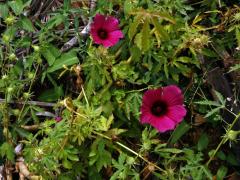 Ibišek (Hibiscus cannabinus L.)