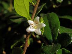 Ehretia microphylla Lam.