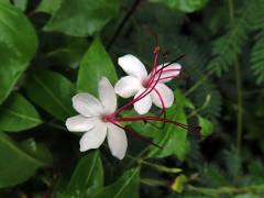 Blahokeř (Clerodendrum inerme (L.) Gaertn.)