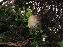 Barringtonia asiatica (L.) Kurz 