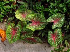 Caladium bicolor (Ait.) Vent.