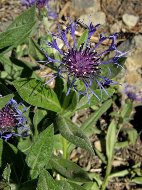 Chrpa horská (Centaurea montana L.)