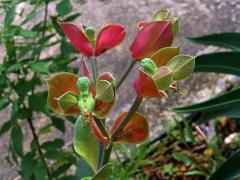 Pryšec (Euphorbia bracteata Jacq.)