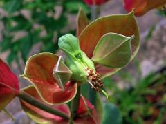 Pryšec (Euphorbia bracteata Jacq.)